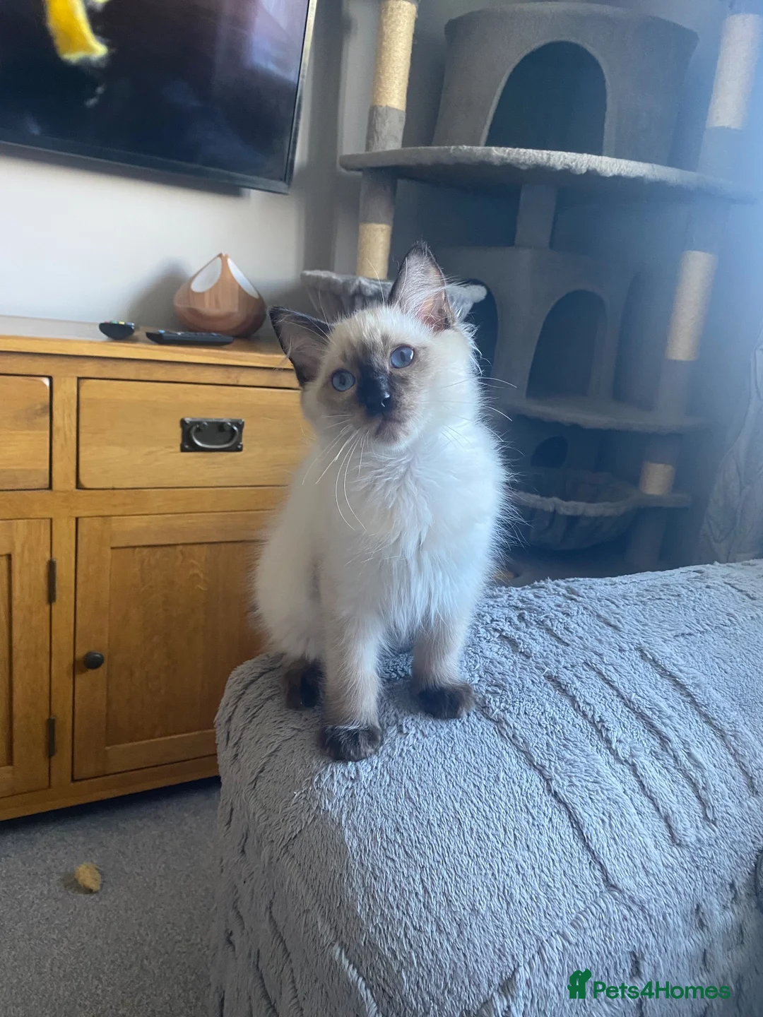 Ragdoll cats for sale: Beautiful male ragdoll’s gccf registered  - Advert 2