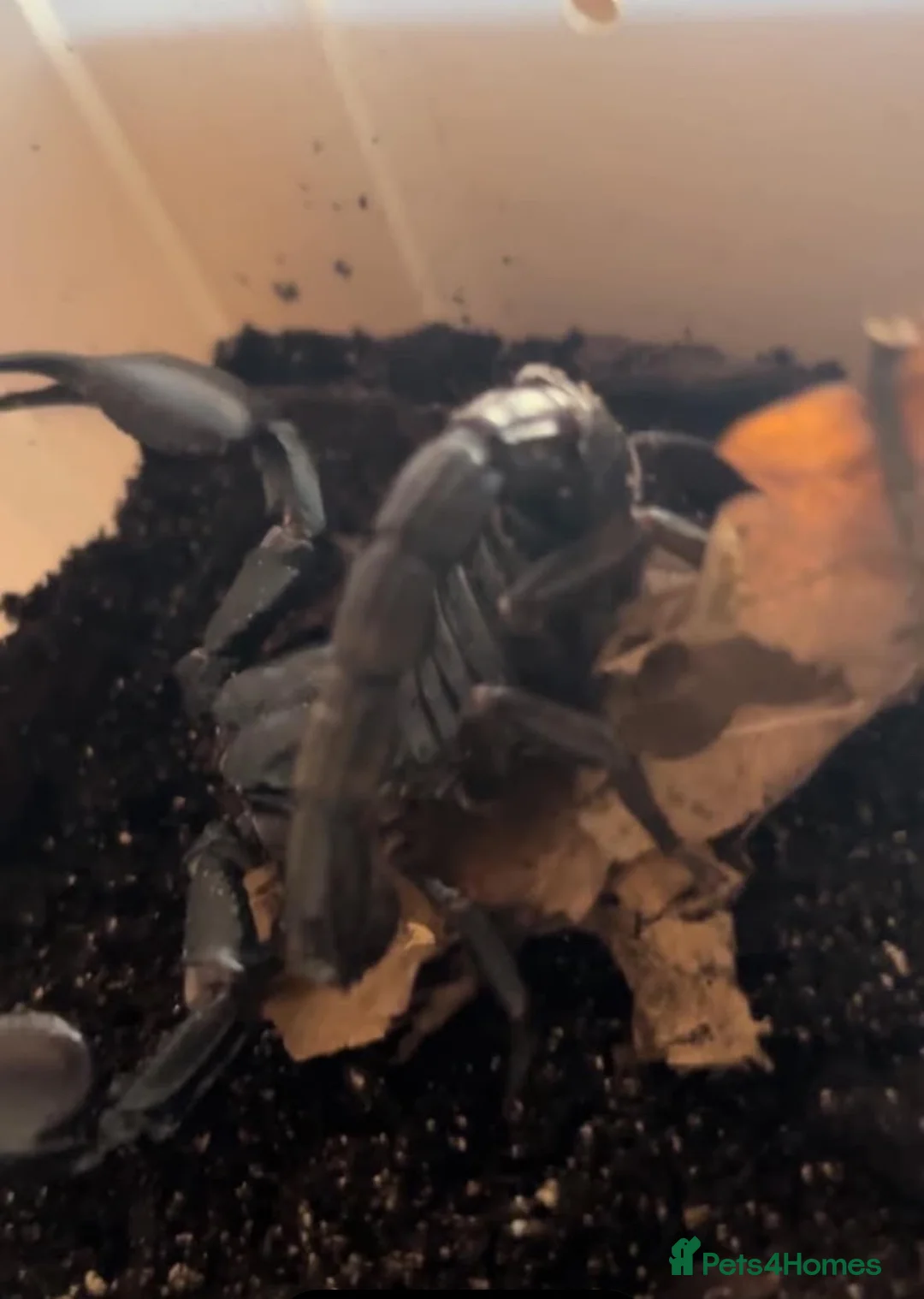 Scorpions invertebrates for sale: Asian Forest Scorpion in Runcorn - Advert 2