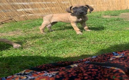 Great Dane dogs for sale: Only 3 left - Pedigree Great Dane Puppies in Dumfries - Image 15