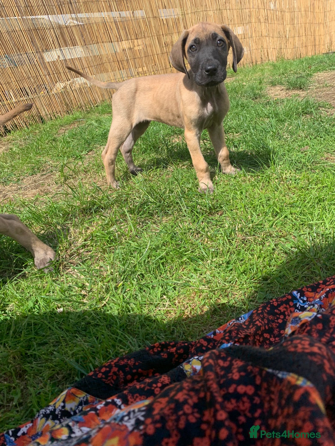 Great Dane dogs for sale: Only 3 left - Pedigree Great Dane Puppies in Dumfries - Image 15