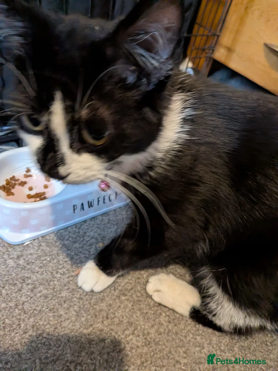 Mixed Breed cats for sale: Pure black kittens - Advert 1