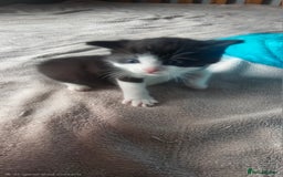 Mixed Breed cats for sale: Kittens for sale - Image 3