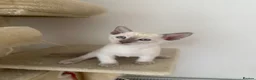 Siamese cats for sale: 5 Siamese kittens  - Advert 20