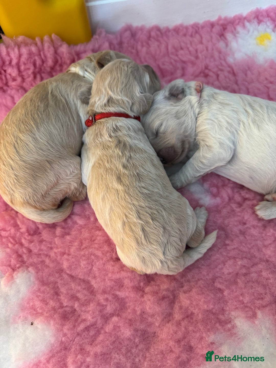 Mini Goldendoodle dogs for sale: Stunning F1 Mini Goldendoodles  - Image 30