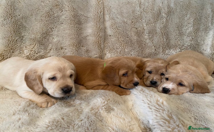 Cockerdor dogs - Advert 4