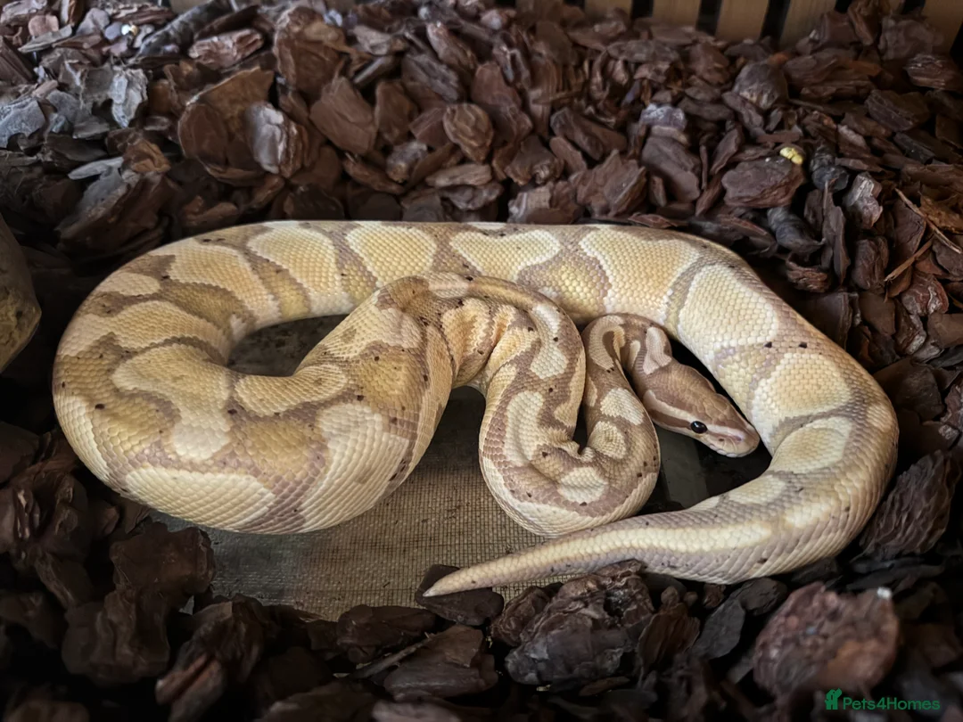 Snake reptiles for sale: Banana python  - Advert 1