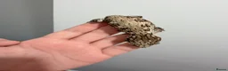 Gecko reptiles for sale: NEW CALEDONIAN GIANT GECKO JUNIORS  - Advert 3