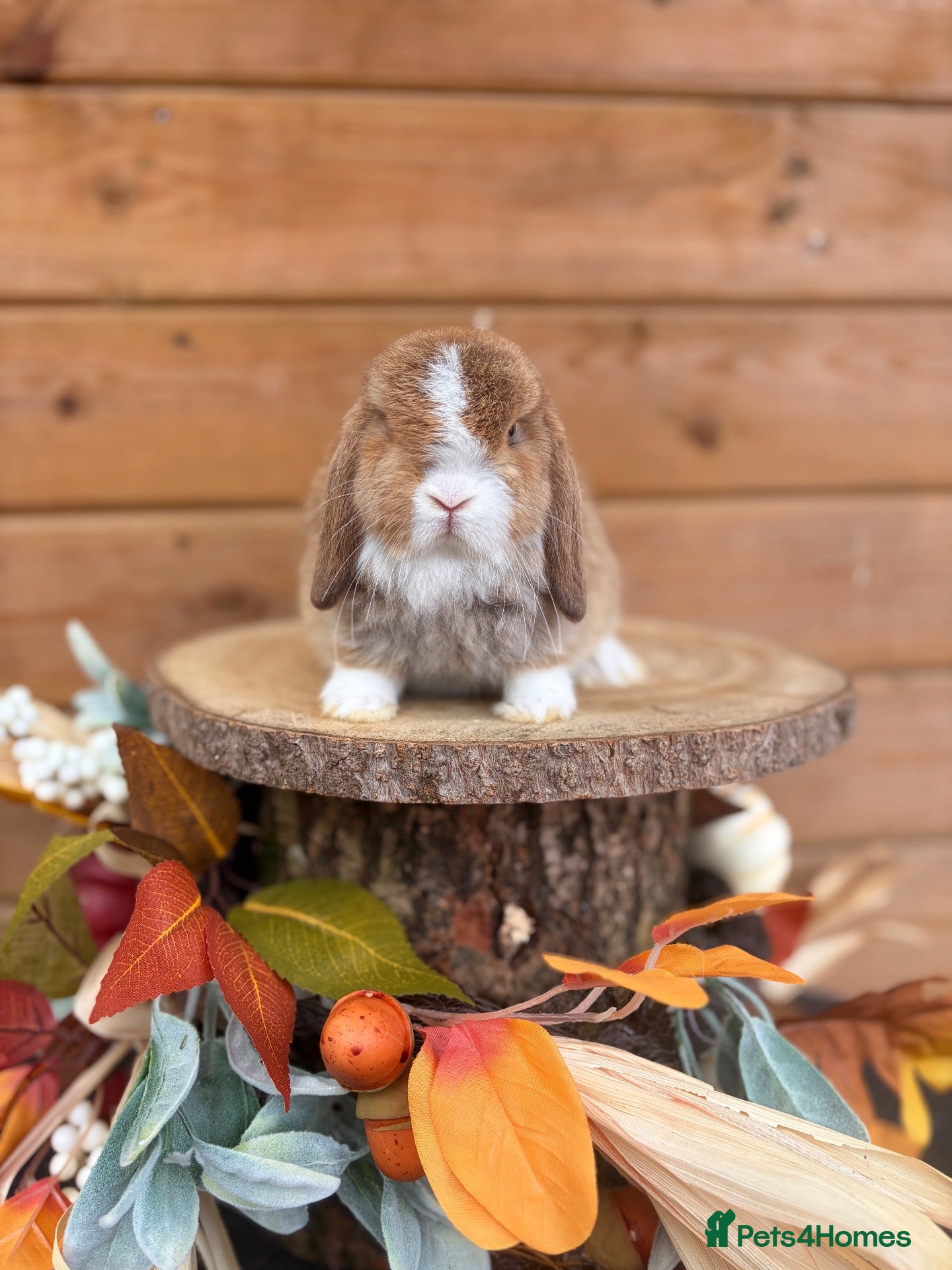 Mini Lop rabbits Friendly Baby Mini Lops - Advert 20