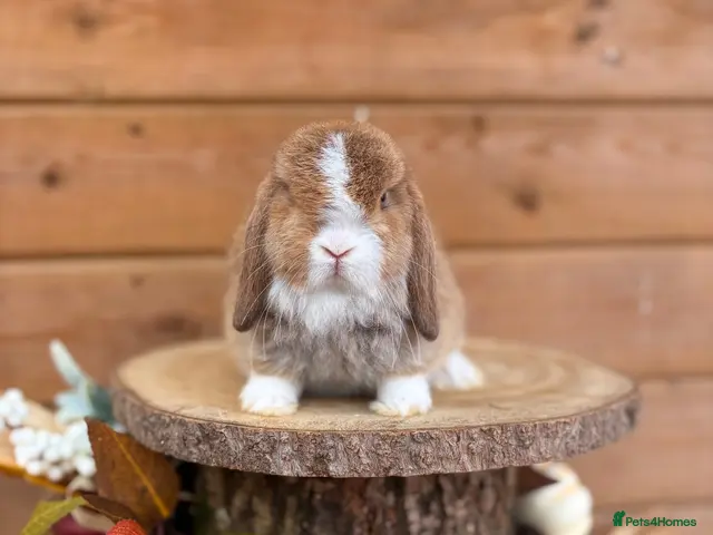 Mini Lop rabbits for sale: Friendly Baby Mini Lops - Advert 15
