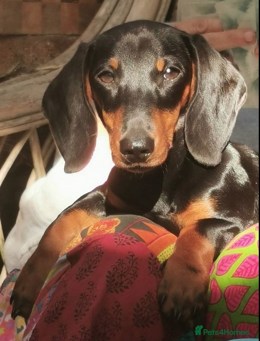 Miniature Dachshund dogs for sale: Male, Smooth Miniature Dachshund.  - Image 1