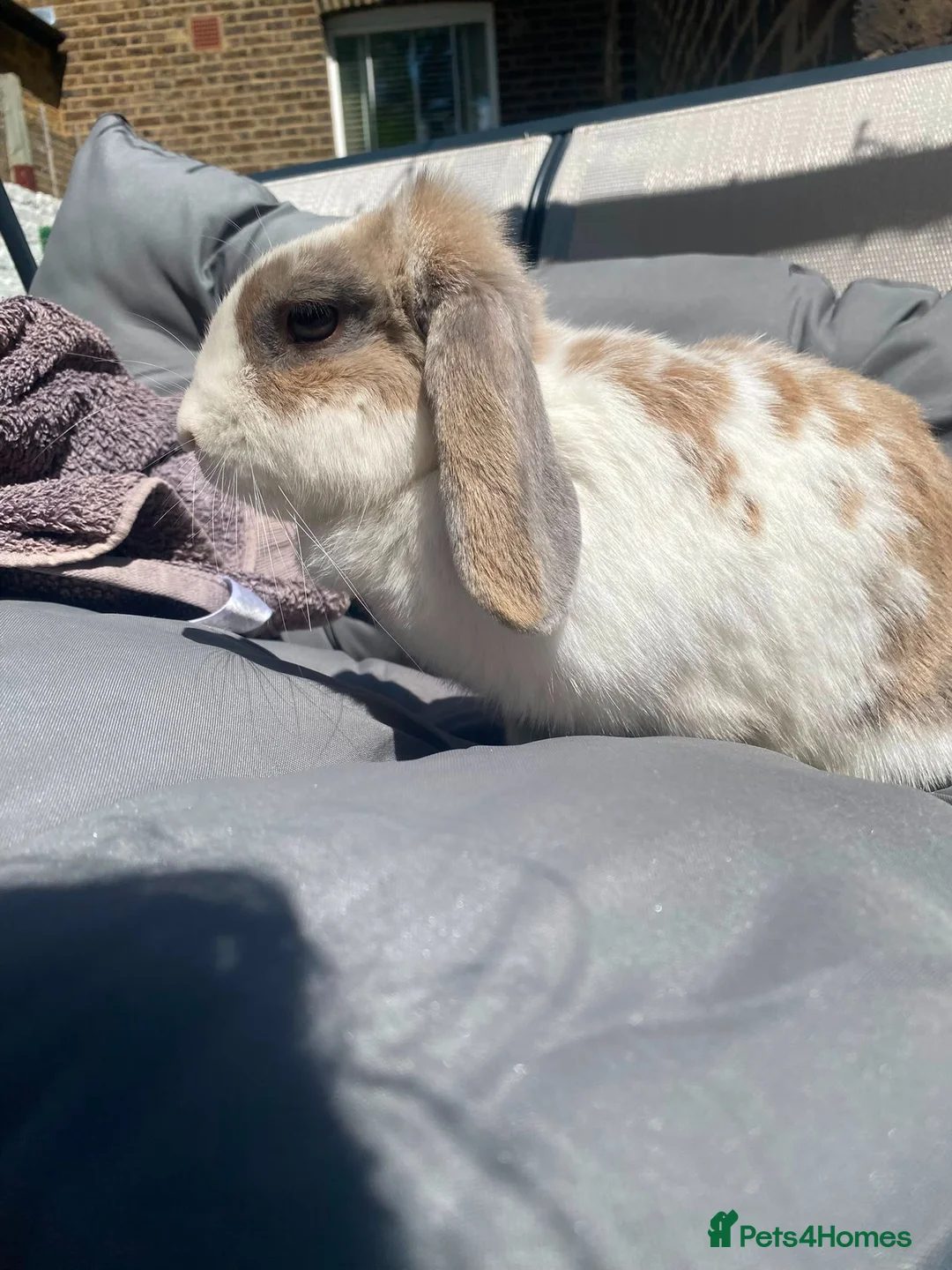 Mini Lop rabbits for sale: Mini lop rabbit in London - Advert 3