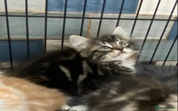 Norwegian Forest Cat cats for sale: 3 Norwegian Forrest Kittens - Image 9