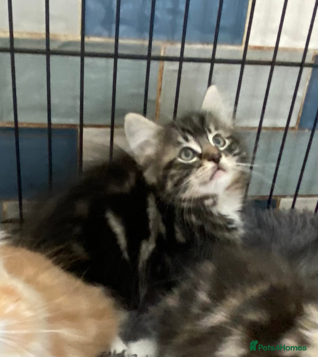 Norwegian Forest Cat cats for sale: 3 Norwegian Forrest Kittens - Image 9