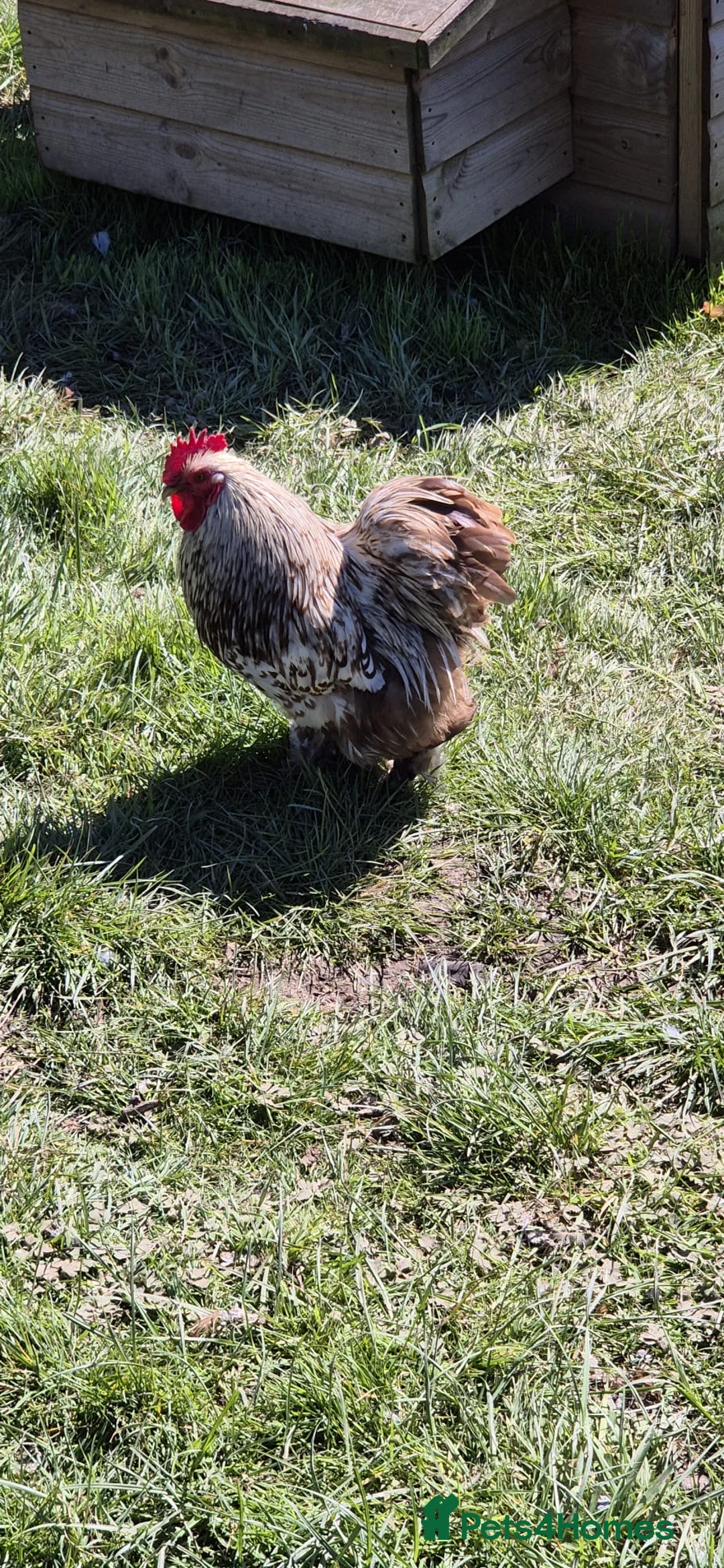 Chickens poultry for sale: Chocolate lace bantam cockerel - Advert 2