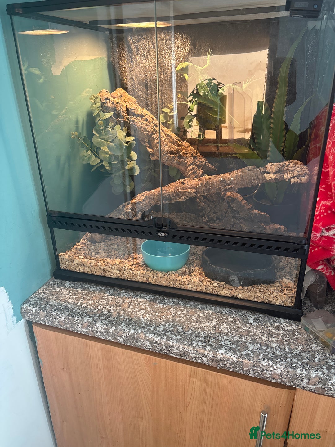 Lizard reptiles for sale: Female Basilisk lizard and full setup  - Image 2