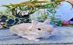Netherland Dwarf rabbits for sale: Stunning Netherlands  - Image 3