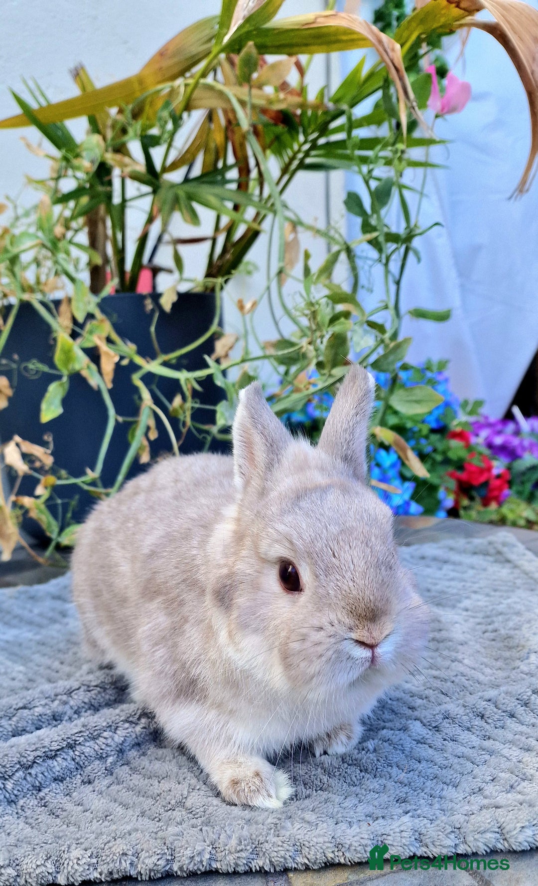 Netherland Dwarf rabbits for sale: Stunning Netherlands  - Image 3