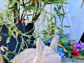 Netherland Dwarf rabbits - Advert 9