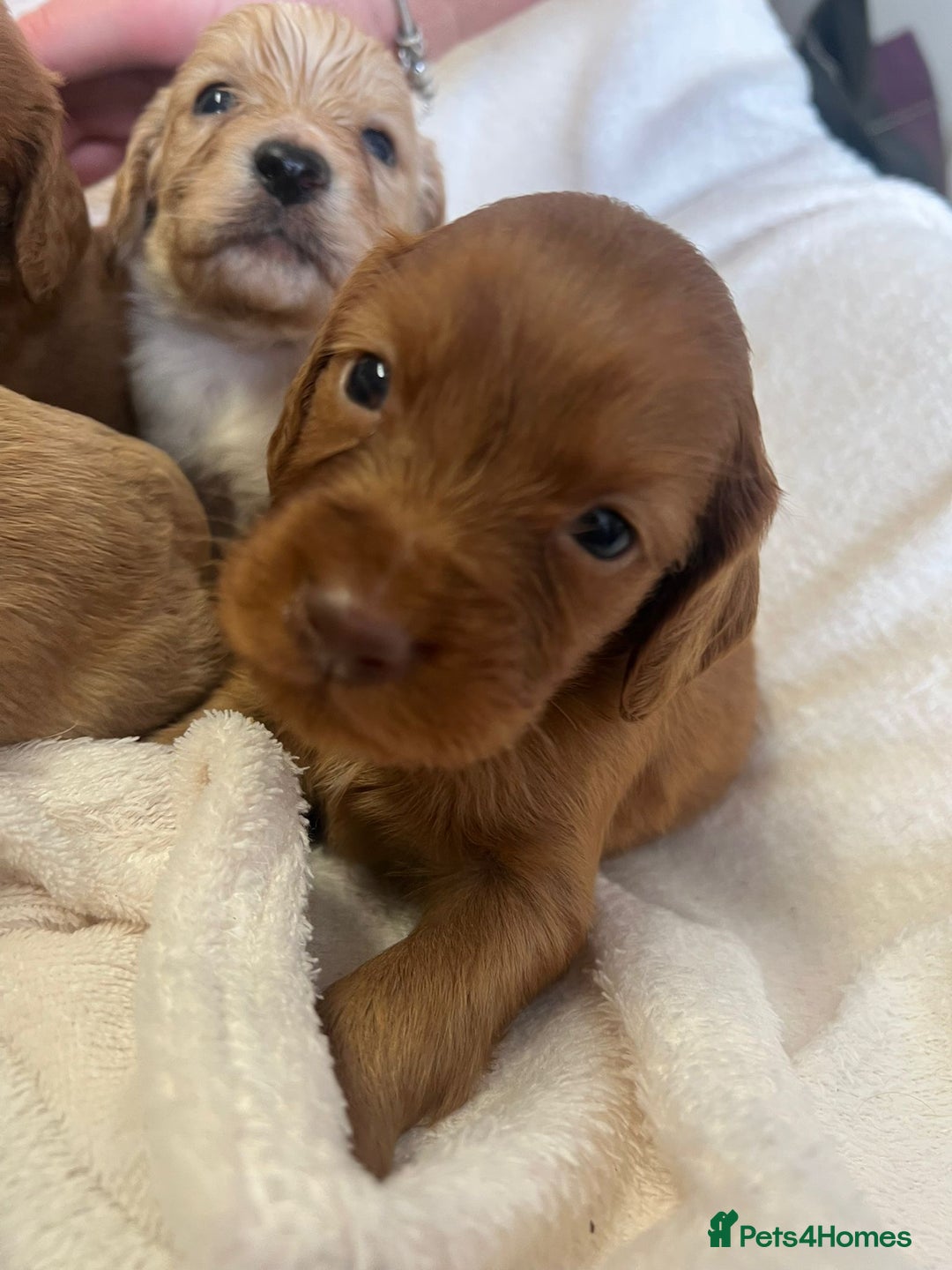 Cockapoo dogs for sale: Stunning cockapoo puppies  - Image 13