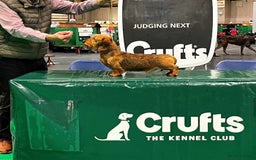 Miniature Dachshund dogs for sale: Miniature Wire Haired Dachshund Puppies - Image 8