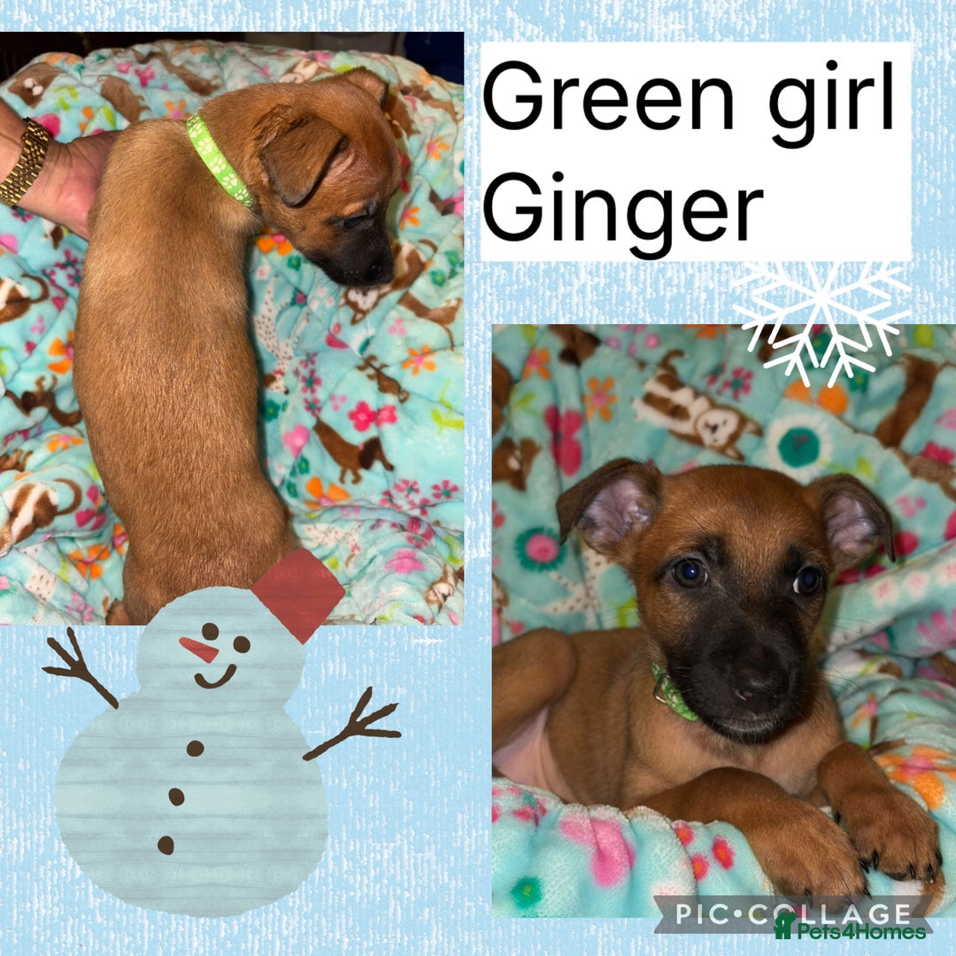 Belgian Shepherd Dog dogs for sale: 🐾 Belgian Malinois x Dutch Herder Puppies 🐾 - Advert 17