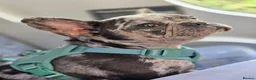 French Bulldog dogs for sale: French bulldog in Bury - Advert 1