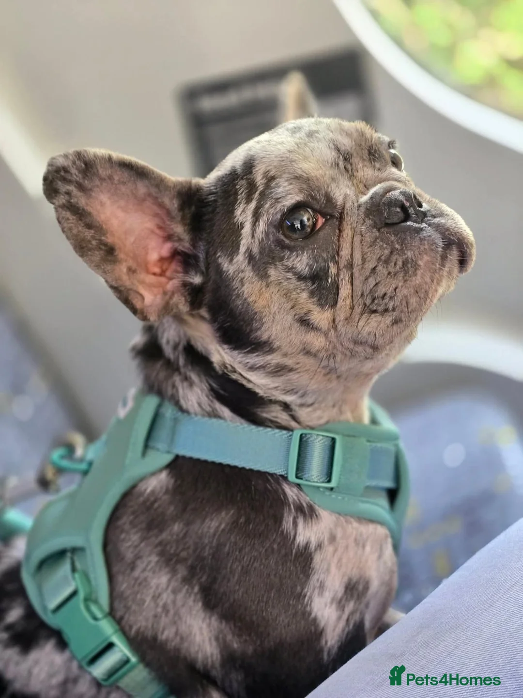 French Bulldog dogs for sale: French bulldog in Bury - Advert 1