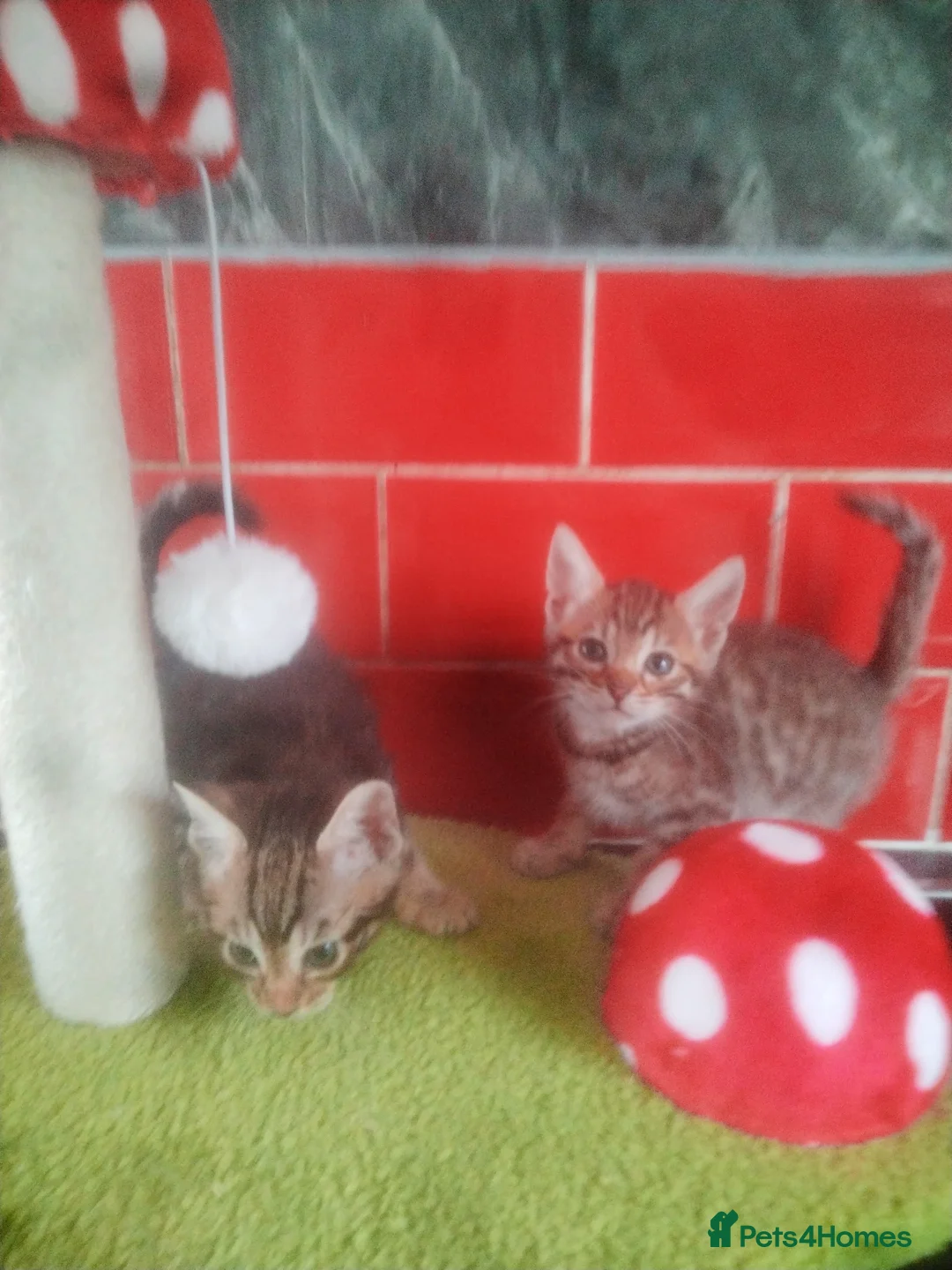 Bengal cats for sale: Bengal kittens  in Peterborough - Advert 1