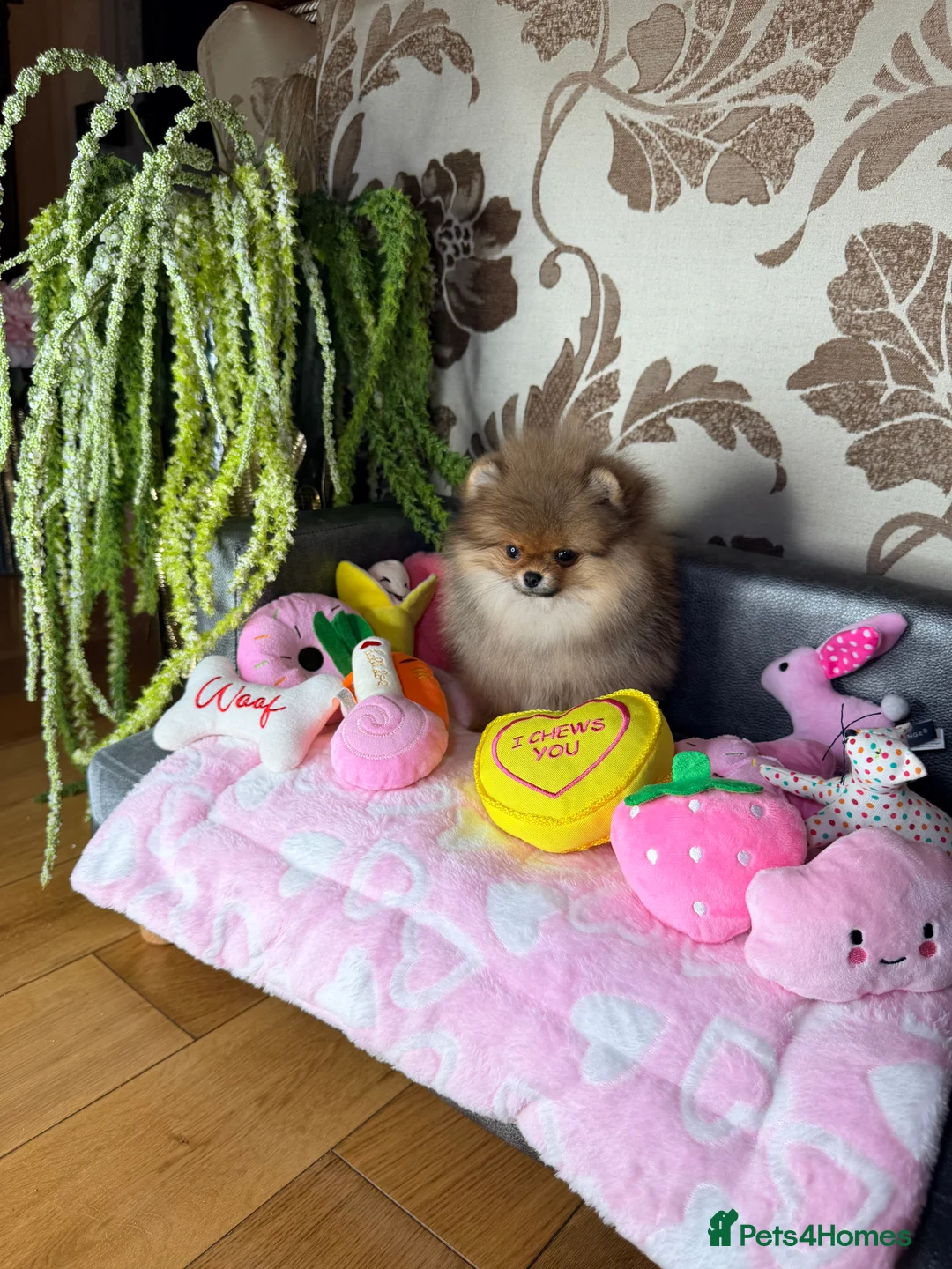 Pomeranian dogs for sale: Orange teddy bear type Pomeranian boy and girl - Advert 17