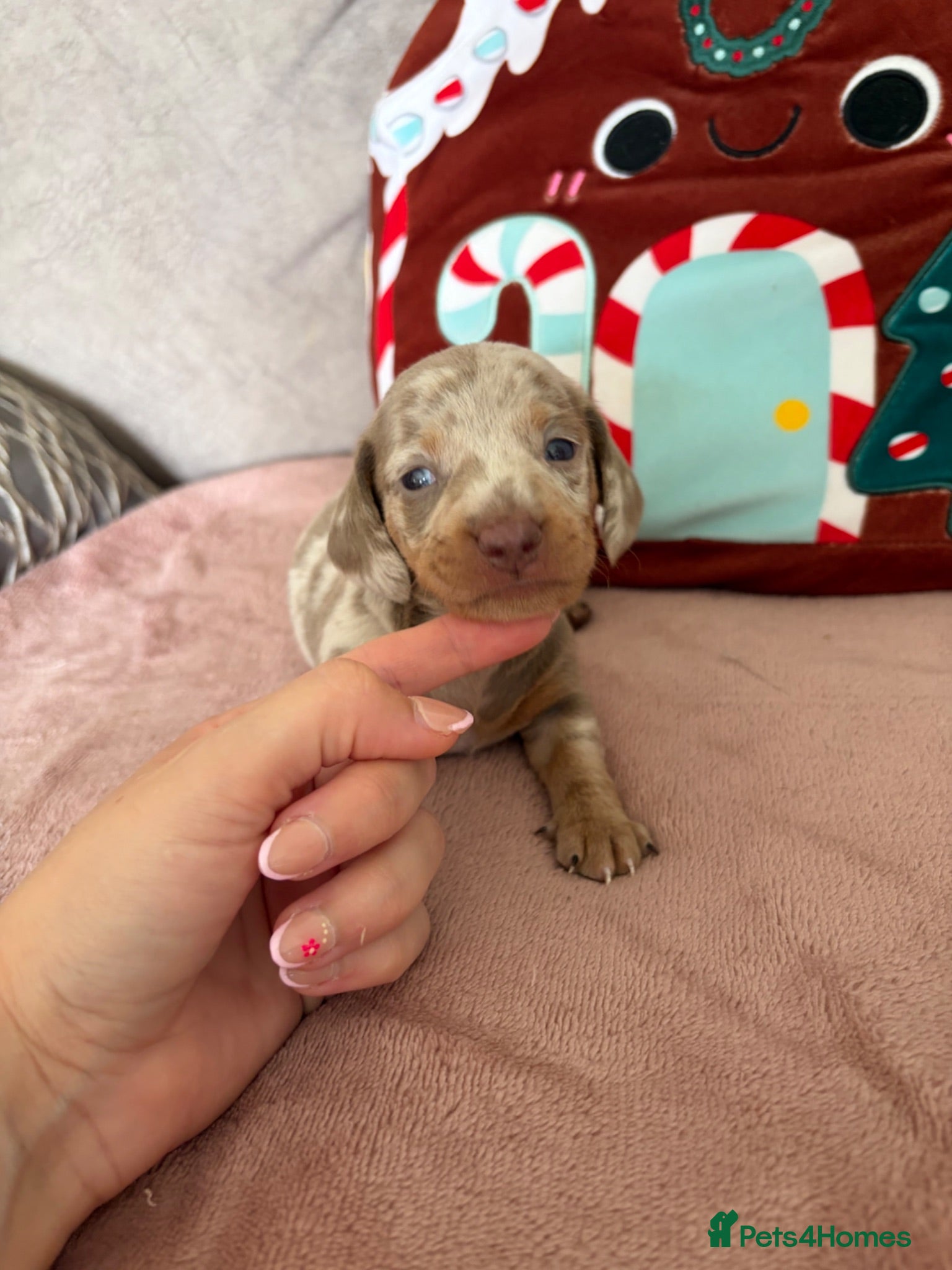 Miniature Dachshund dogs Rainbow minture dachshunds  - Advert 18