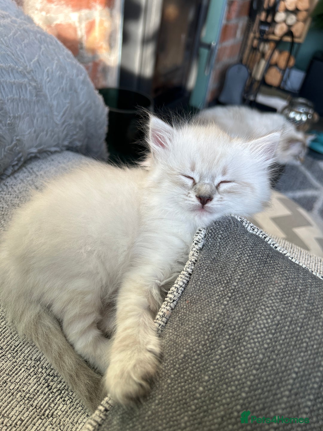 Siberian cats for sale: 😍 Siberian Neva Masquerade kittens 😍 - Image 10