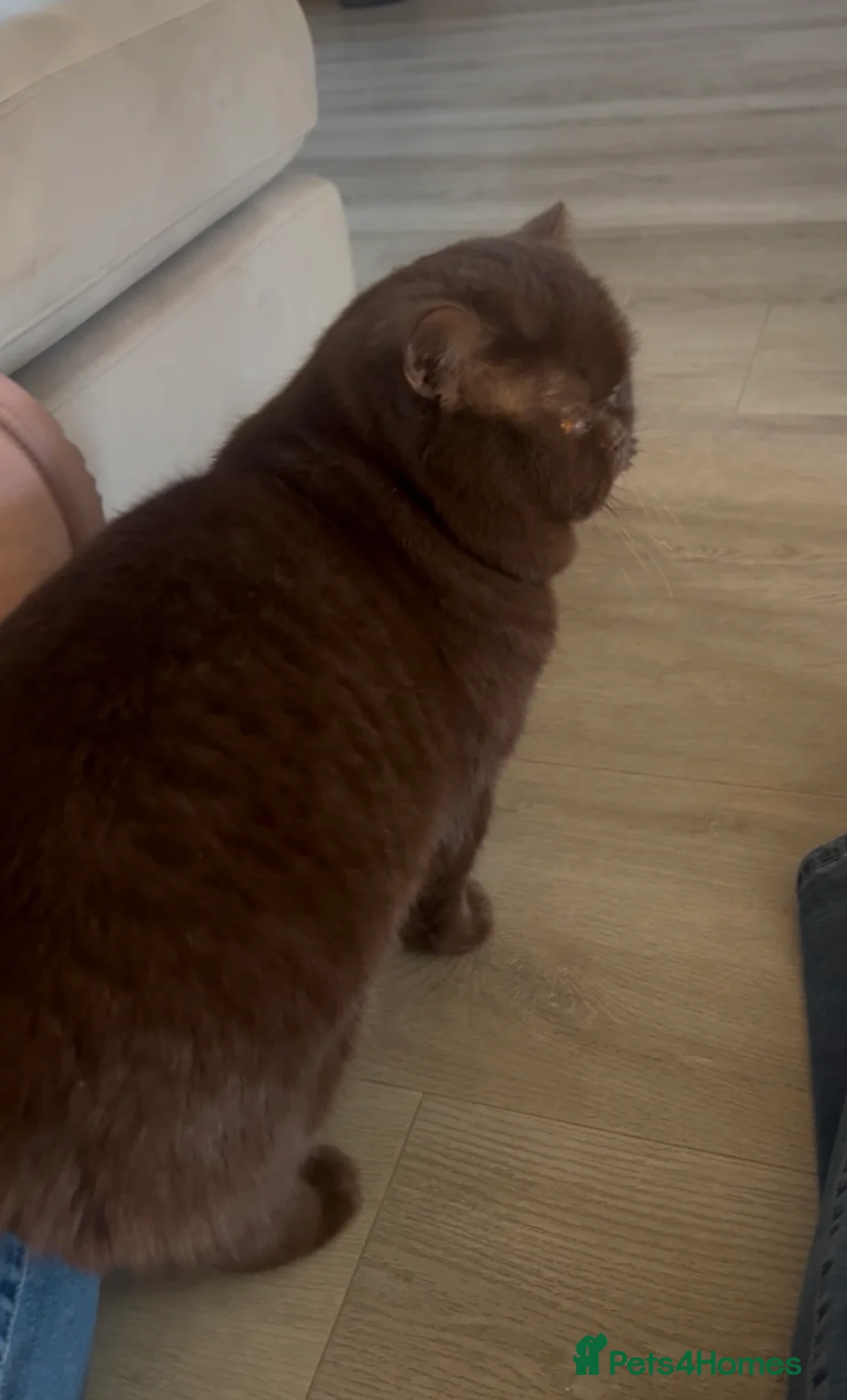 British Shorthair cats for sale: Active chocolate British short hair male - Advert 10