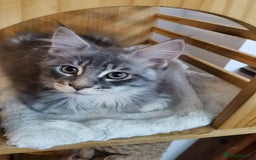 Maine Coon cats for sale: Two beautiful Maine Coon kittens - Image 7