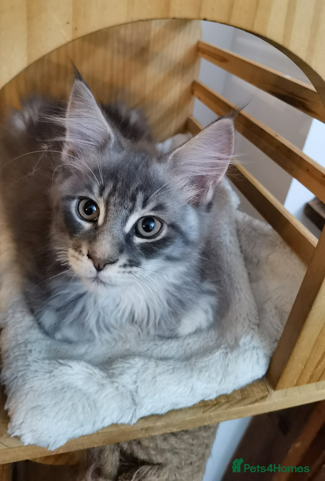 Maine Coon cats for sale: Two beautiful Maine Coon kittens - Image 7