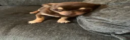 Chihuahua dogs for sale: Coco stunning chihuahua girl  - Advert 6