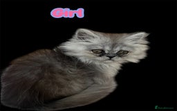 Persian cats for sale: Ready now 3 beautiful Persians  - Image 9