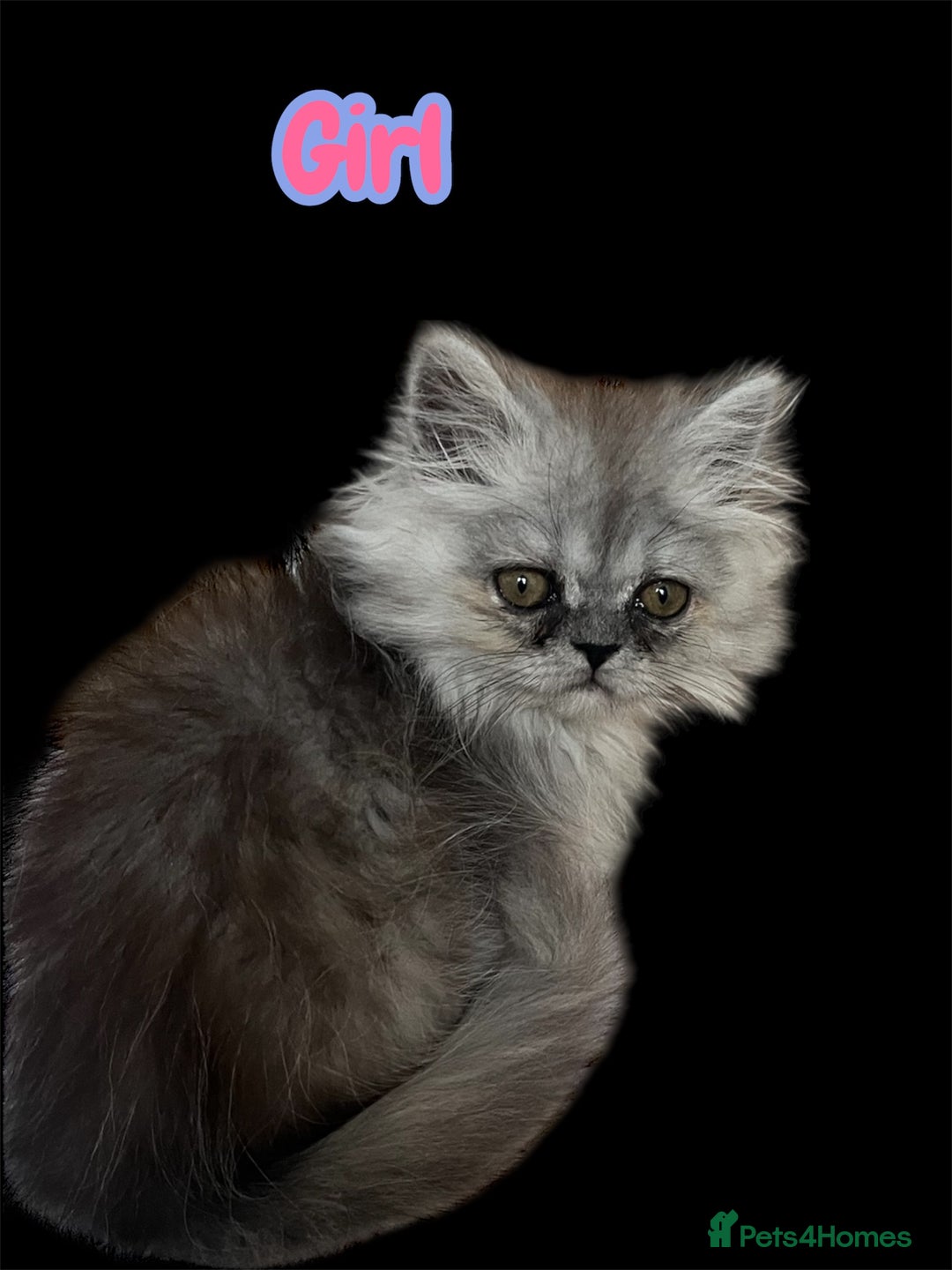 Persian cats for sale: Ready now 3 beautiful Persians  - Image 9