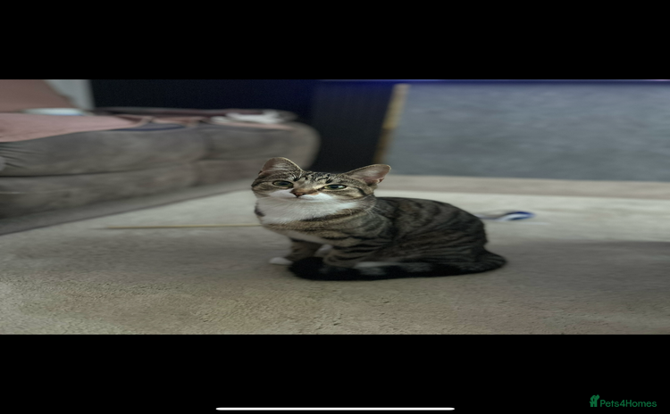 Bengal cats - Advert 1