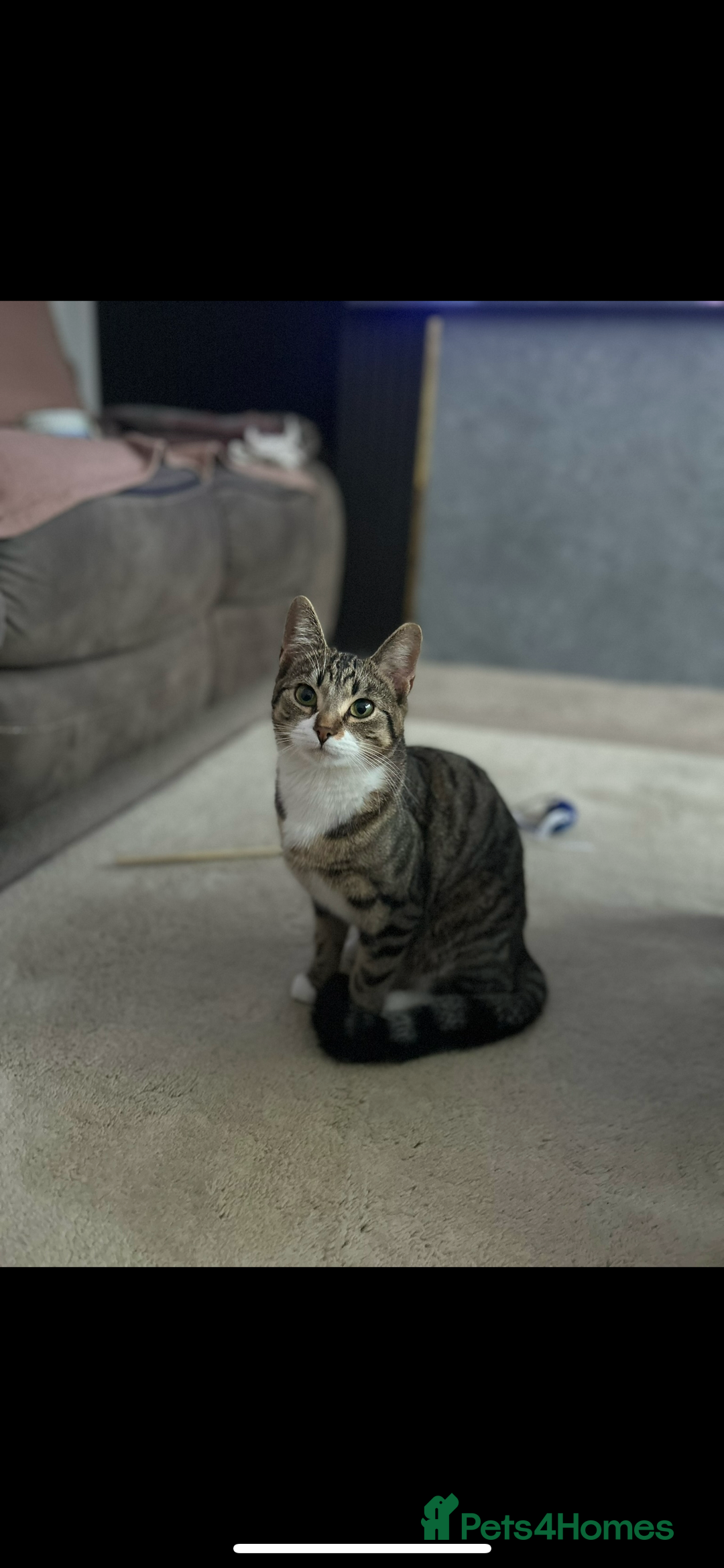 Bengal cats for sale: ****** for rehoming  - Image 1