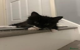 Ragdoll cats for adoption: Cute kitty - Image 4