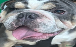 Mixed Breed dogs for sale: Beautiful freelance bulldogs  - Advert 13