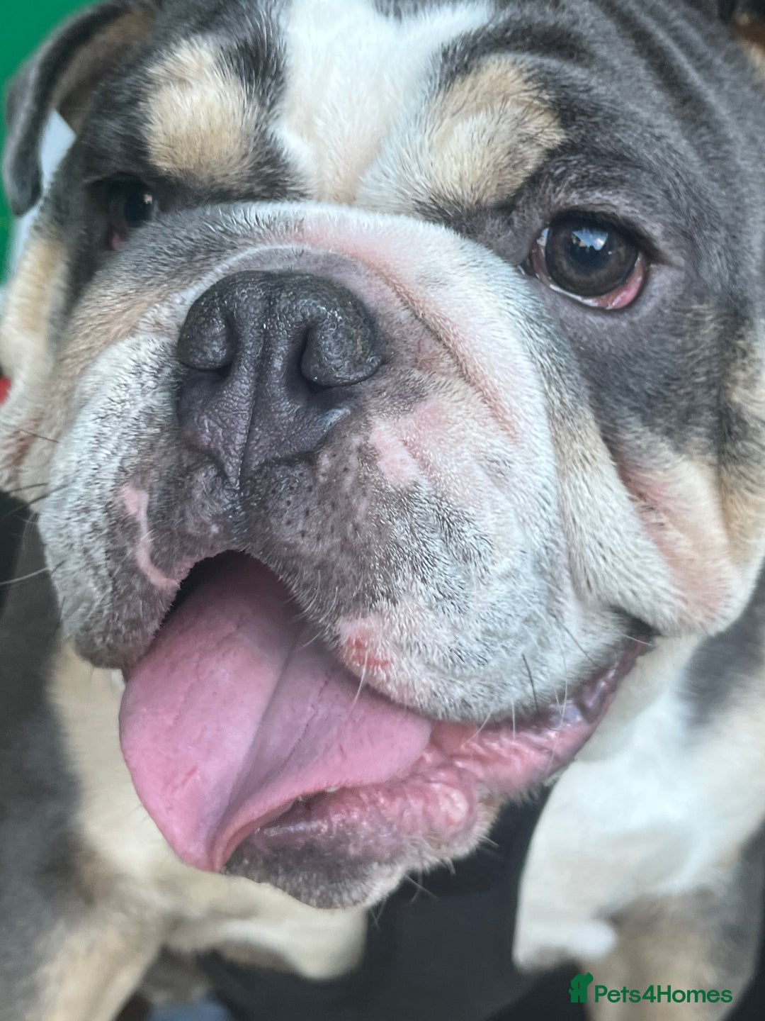 Mixed Breed dogs for sale: Beautiful freelance bulldogs  - Advert 13