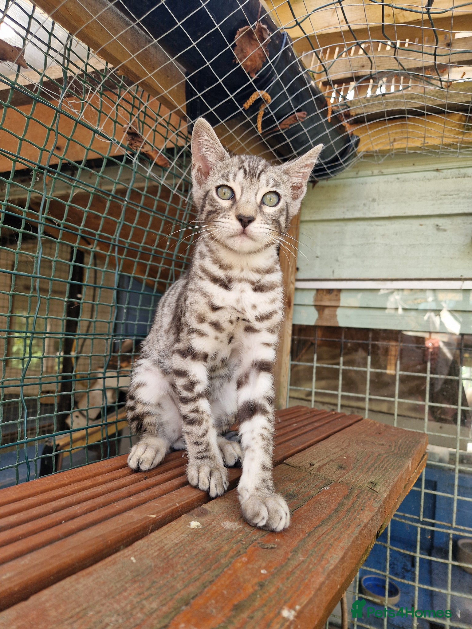 Mixed Breed cats 7/8ths Bengal, 1/8th Siamese kittens  - Advert 2