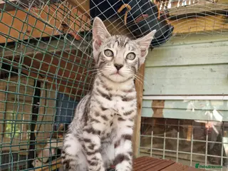 Mixed Breed cats 7/8ths Bengal, 1/8th Siamese kittens - Advert 4