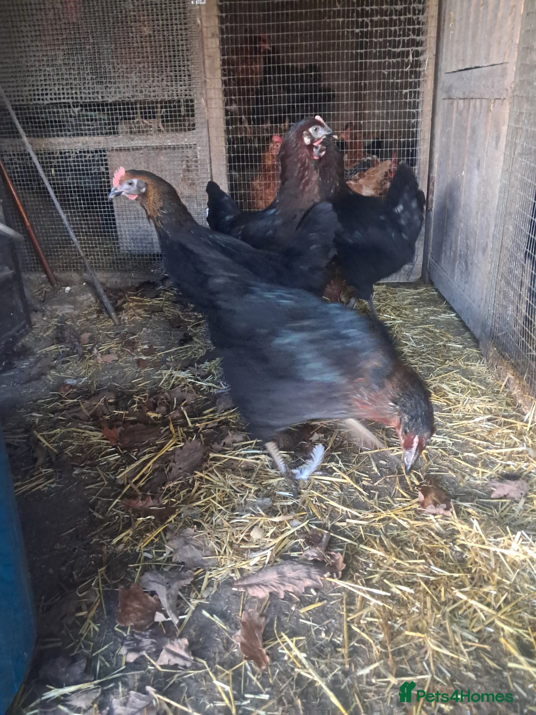 Chickens poultry for sale: POINT OF LAY PULLETS AVAILABLE  - Advert 2