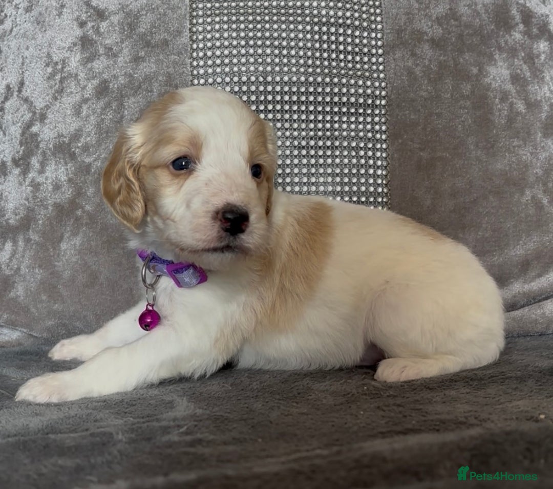 Cockapoo dogs for sale: stunning cockapoo puppies  - Image 10