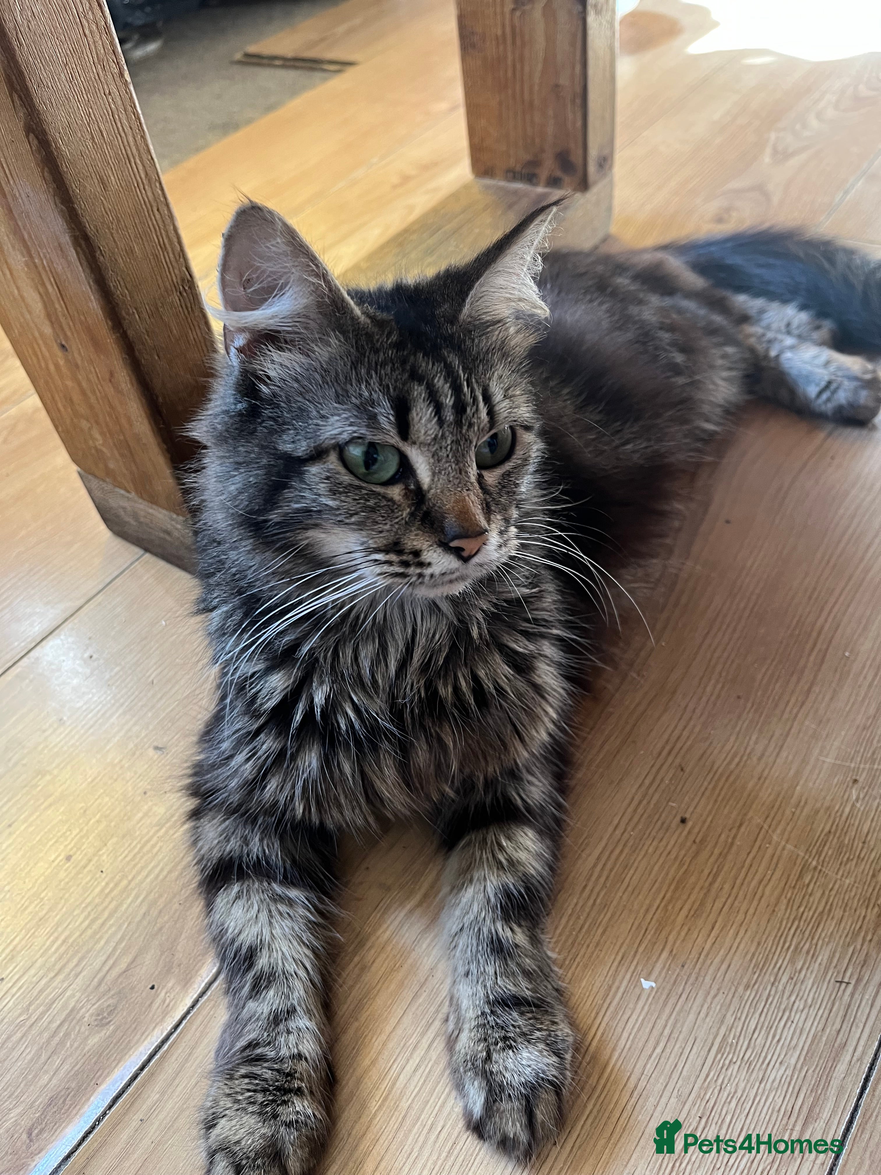 Mixed Breed cats adorable kittens looking for loving homes 💖🐾 - Advert 12