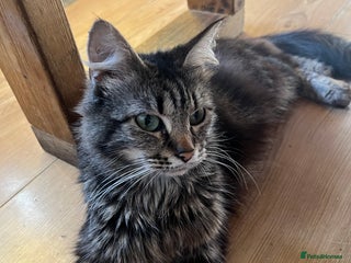 Mixed Breed cats adorable kittens looking for loving homes 💖🐾 - Advert 1