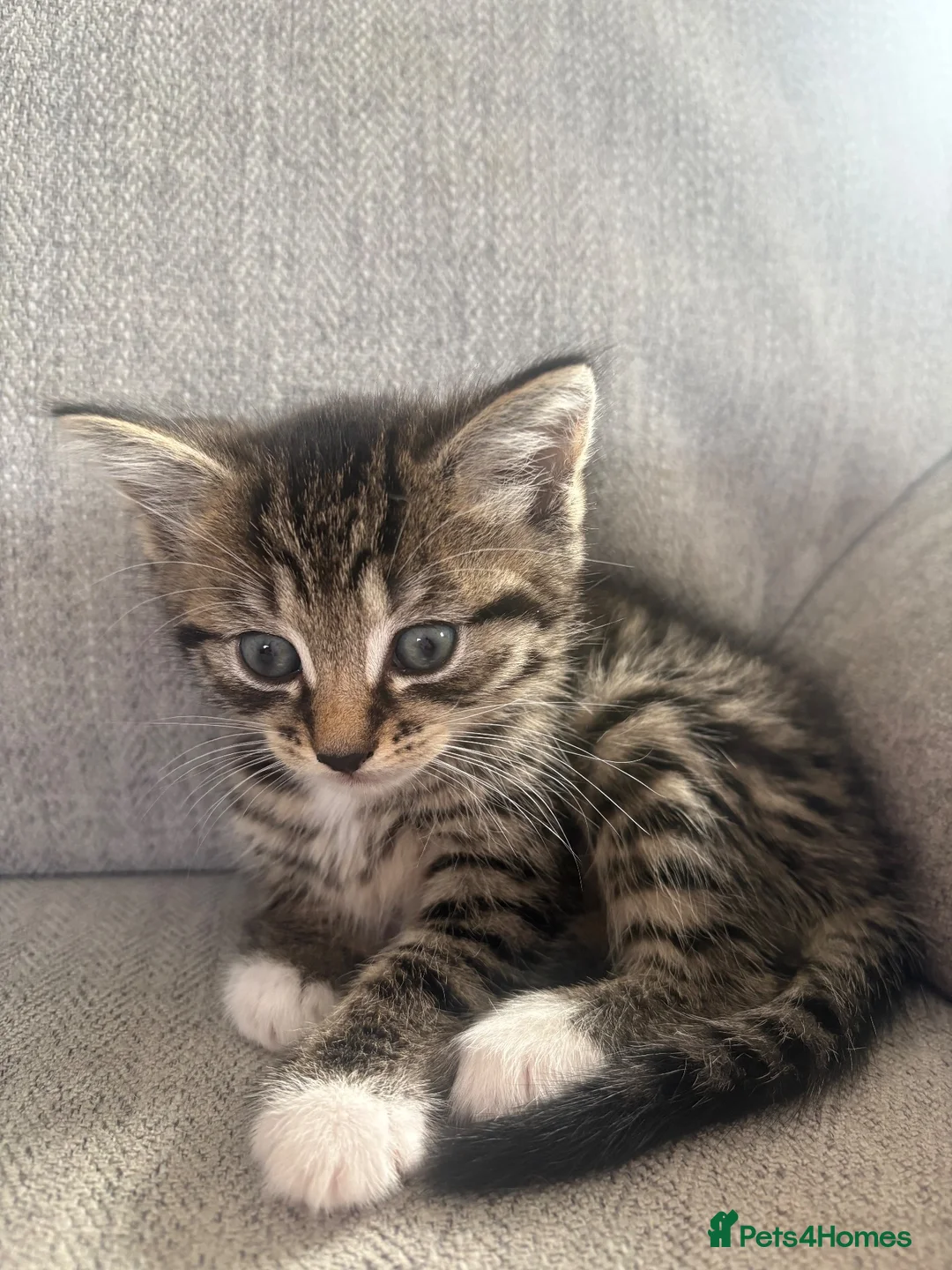Mixed Breed cats for sale: Beautiful, friendly tabby kittens  - Advert 1