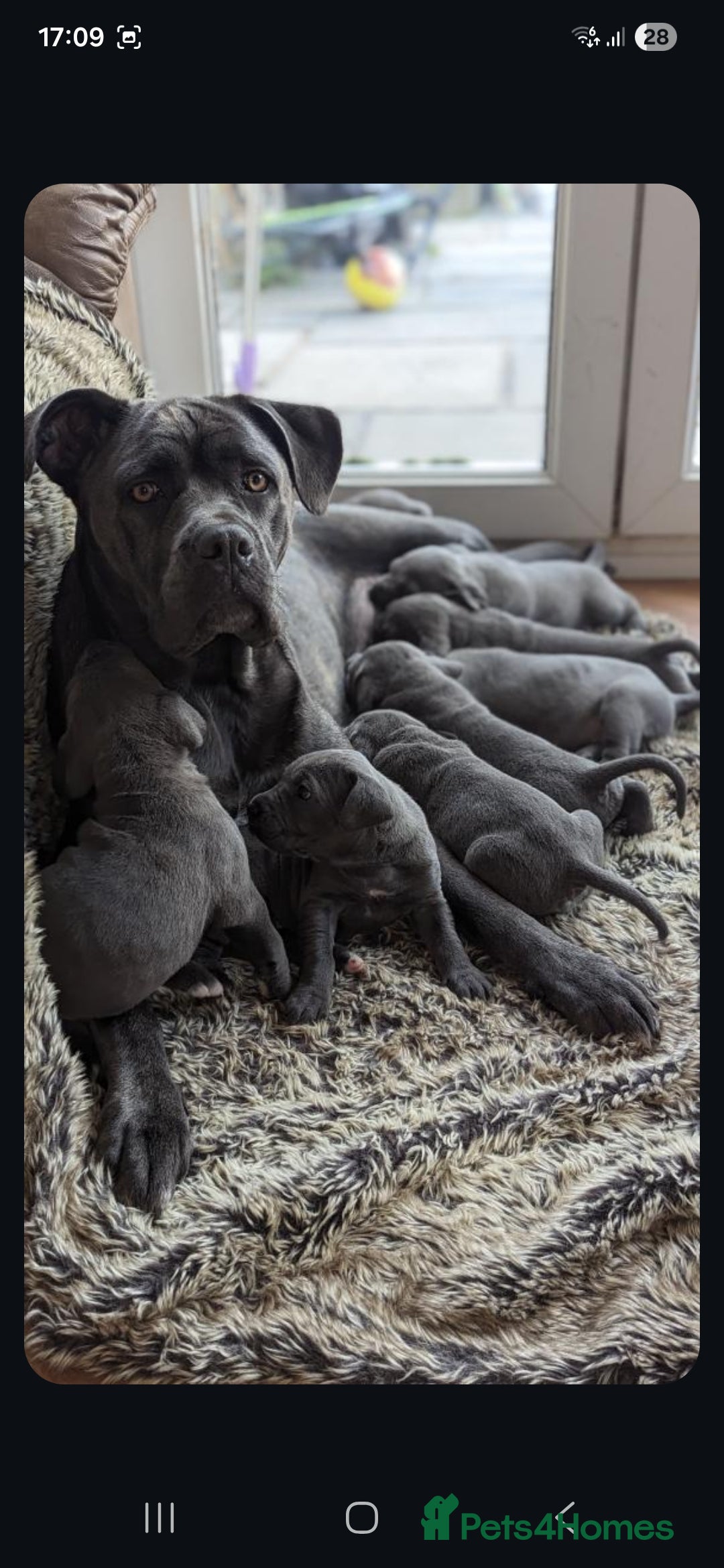 Cane Corso dogs for sale: Kingcanecorso litter, stunning traditional corsos - Advert 13